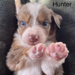 Hunter - Red merle male Miniature Australian Shepherd puppy in Kentucky from Natural Life Ranch