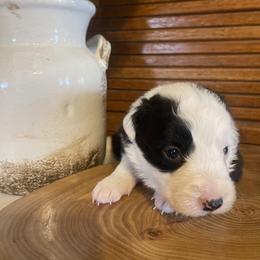 Ruthie - Black and white female Border Collie puppy in Lakeview, Michigan from Haven Creek Farm