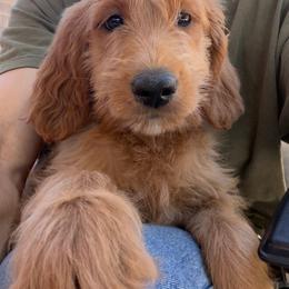 Prada - Apricot female Goldendoodle puppy in Las Vegas, Nevada from Puppies of the West