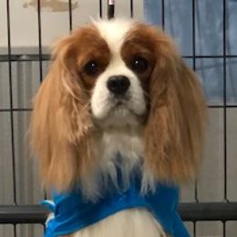 Morgan - Cavalier King Charles Spaniel