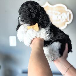 Hammy - Parti male Poodle puppy in Lake Village, Indiana from Kennings Poodles and Company