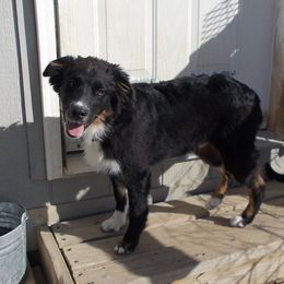 LJ - Australian Shepherd