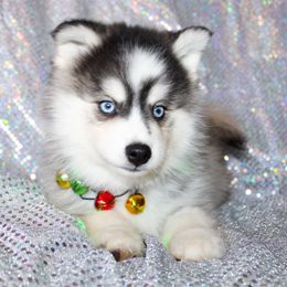 Triton - Gray and white male Pomsky puppy in Centerville, Iowa from LJ Kennels Pomskies, LLC