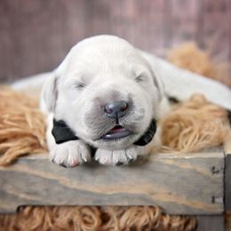 Golden Retriever Puppies from Lovasi Goldens