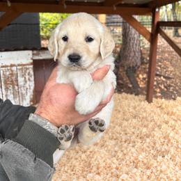 Female 5 - Light golden female Golden Retriever puppy in Rainier, Washington from Hanson’s NW Goldens & Doodles
