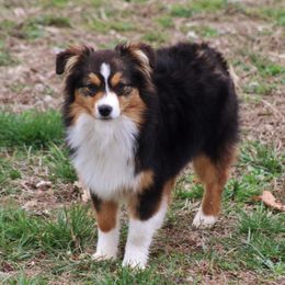 Pieces - Toy Australian Shepherd