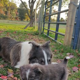 Old Time Scotch Collie Puppies from Lanz Hollow Farm