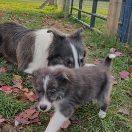Old Time Scotch Collie Puppies from Lanz Hollow Farm