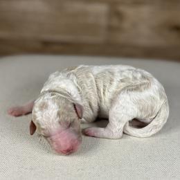 Jules - Parti female Goldendoodle puppy in Cedar Falls, Iowa from Northeast Iowa Doodles