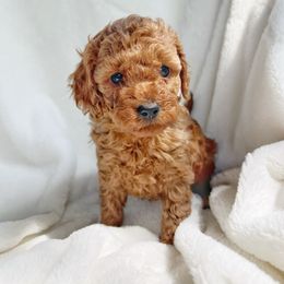 Libby - Red female Cavapoo puppy in Warrensburg, Missouri from Supreme Doodles