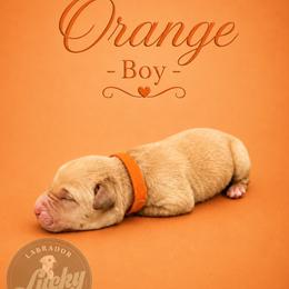 Orange Collar Boy - Yellow male Labrador Retriever puppy in Las Vegas, Nevada from Lucky Labrador Retrievers