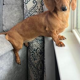 Dachshund All Grown Up from Daschund Pups