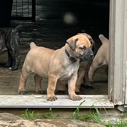 Black collar male - Brown male Boerboel puppy in Guysville, Ohio from Fueled Kennel