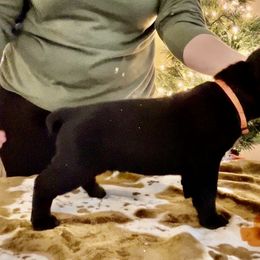 Girl 4 - Cane Corso puppy from Midnight Cane Corso USA
