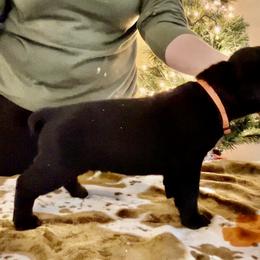 Girl 4 - Cane Corso puppy from Midnight Cane Corso USA