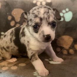 Louis AKC - Blue merle male Chihuahua puppy in Seneca, Missouri from Stephanie’s Puppy Colony