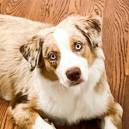 Pecan - Australian Shepherd