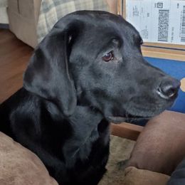 Pepper - Labrador Retriever