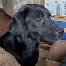 Pepper - Labrador Retriever