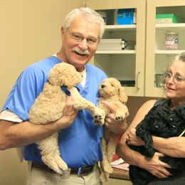 Goldendoodle Puppies from Bee At Ease Farm & Kennel