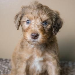 Mojito - Chocolate merle male Bernedoodle puppy in Youngstown, Florida from Wonderland’s Boujie Kennels
