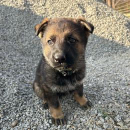 Jaya - Sable female German Shepherd puppy in Milan, Illinois from Stonewick German Shepherds
