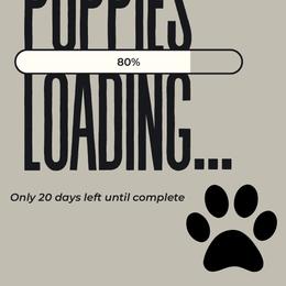 Goldendoodle puppies from Locust Hill Goldendoodles
