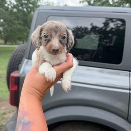 Duke - Dapple male Dachshund puppy in Lufkin, Texas from Dixie Chic Frenchies & Dachshunds