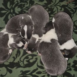 Pembroke Welsh Corgi puppies from L2H Corgi's