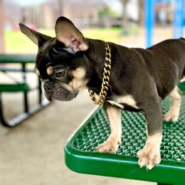Girl 1 - Tricolors French Bulldog puppy in Dallas, Texas from StaCCked Up Frenchies