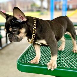 Girl 1 - Tricolors French Bulldog puppy in Dallas, Texas from StaCCked Up Frenchies
