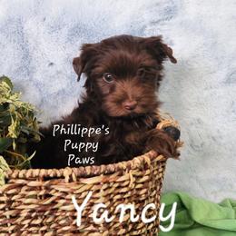 Yancy - Liver male Yorkshire Terrier puppy in Adair, Oklahoma from Phillippe's Puppy Paws