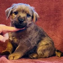 Blue Collar Male - Red male Norfolk Terrier puppy in Bristol, Tennessee from Holston Hollow Farm
