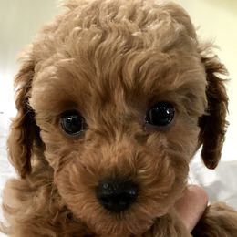 Maltipoo and Poodle Puppies from Toy Poodle & Maltipoo Maui