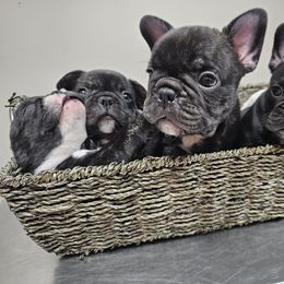 French Bulldog Puppies from Luna and London’s Puppies