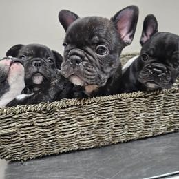 French Bulldog Puppies from Luna and London’s Puppies