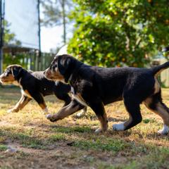 Entlebucher Mountain Dog Puppies from Mont Blanc