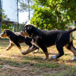 Entlebucher Mountain Dog Puppies from Mont Blanc