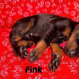 Pink - Black and rust female Doberman Pinscher puppy in Louisville, Kentucky from Ruiz Dobermans