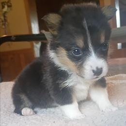 Lilly - Black and tan female Pembroke Welsh Corgi puppy in Checotah, Oklahoma from Skoal Creek Corgi's