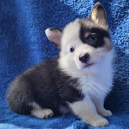 Bowser - Black and tan male Pembroke Welsh Corgi puppy in Castle Rock, Washington from Heckman Corgis