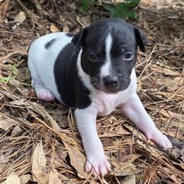 Robby - Black and white male Rat Terrier puppy in Conroe, Texas from Poem's Haven Rat Terriers..AKA Mysthaven Rat Terriers