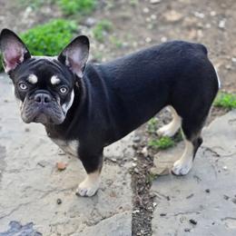 Rosie - Black and tan female French Bulldog puppy in East Berlin, Pennsylvania from Stoney Point Frenchies & Mountain Top Shepherds