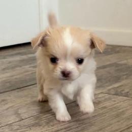 Maple - Fawn female Chihuahua puppy in Menifee, California from Lane’s Little Long Coats