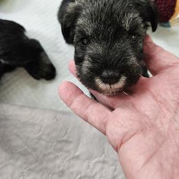 Pink Collar - Salt and pepper female Miniature Schnauzer puppy in Blountville, Tennessee from Maxwell House Schnauzers