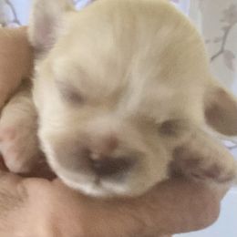 Ernest - Cream male Lhasa Apso puppy in Fort Worth, Texas from Cynthia's Lhasa Apsos