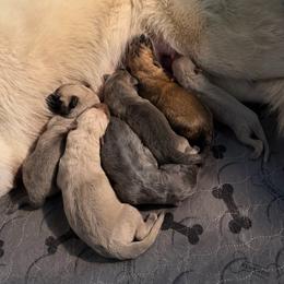 Male pick 2 - Isabella male German Shepherd puppy in Pennsylvania from Clear Ridge German Shepherds