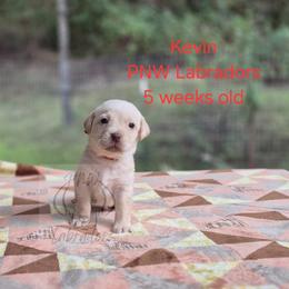 Kevin - Yellow male Labrador Retriever puppy in Rogue River, Oregon from PNW Labradors