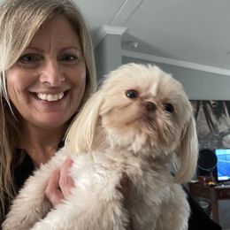 Shih Tzu Puppies from Sweet on Tzu