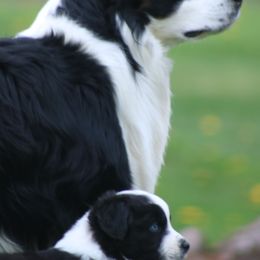 Australian Shepherds from Zaneca Aussies